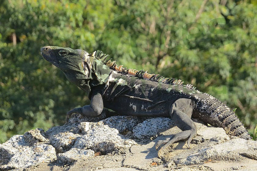 Trabaja Csaegro en la producción, conservación y aprovechamiento de la iguana negra