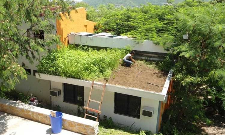 Chiapanecos crean sistema de techos verdes ligeros y baratos