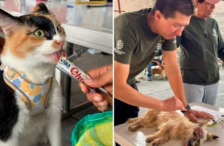 Brindan ayuda a animales en Guerrero después del huracán John