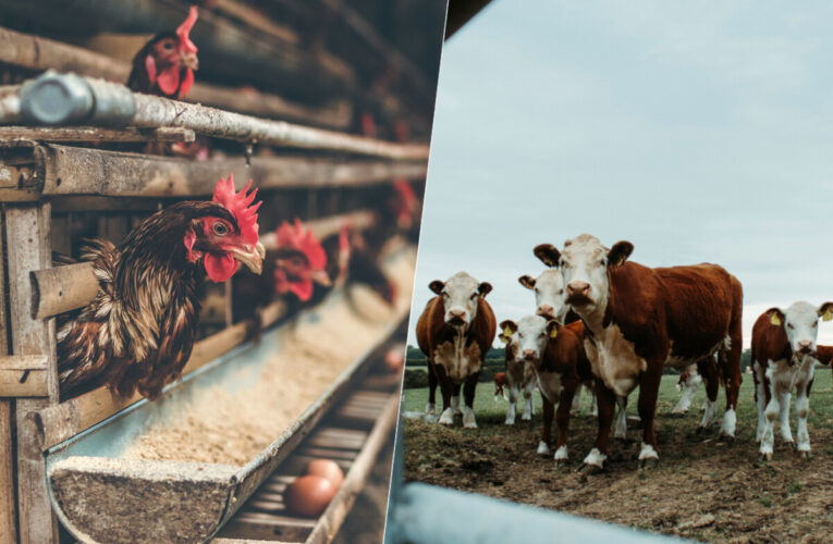 La crisis de la gripe aviar ya no es solo aviar: Estados Unidos cuenta tres casos de contagio a humanos